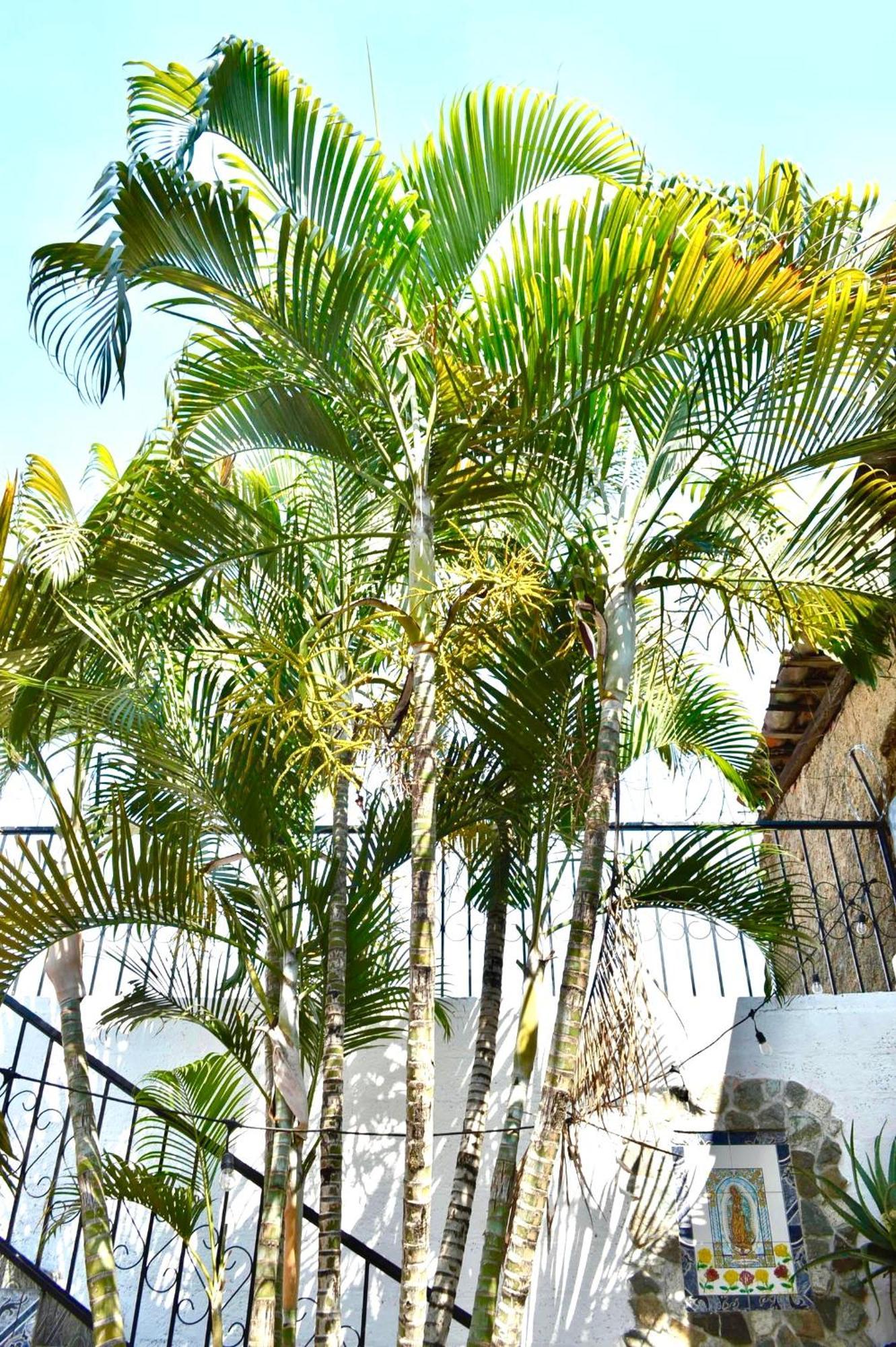 Casa Coco Hostel 산타 아나 외부 사진